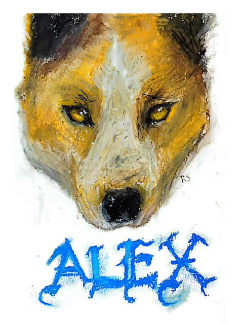 oil pastel of akita mix with pet name Alex below face